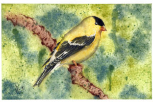 Spring Goldfinch