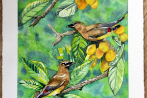 Waxwings on Loquats