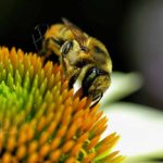 Bumble Bee on Coneflower, Photo, 